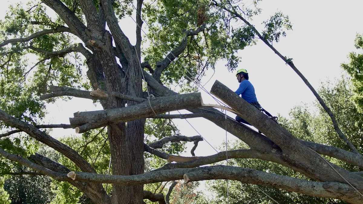 Professional Crown Thinning performed by certified arborists in Calhoun