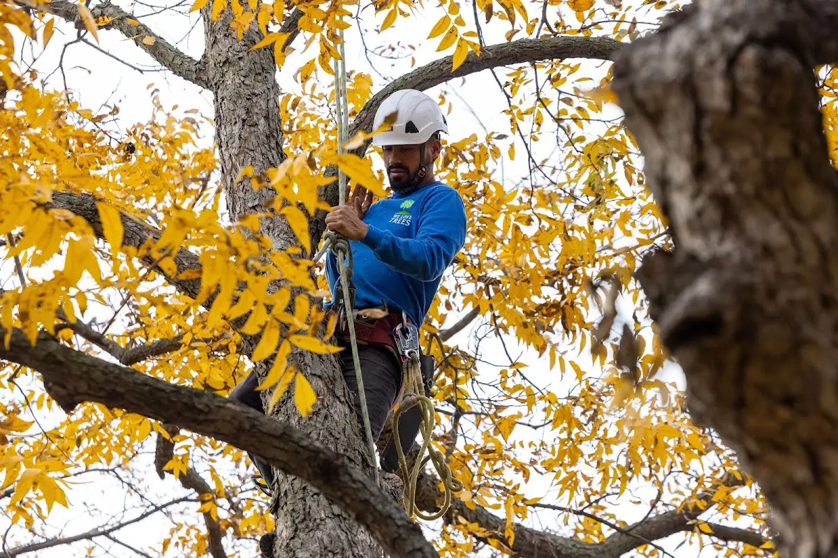 Skilled Dead Tree Removal crew working in Calhoun